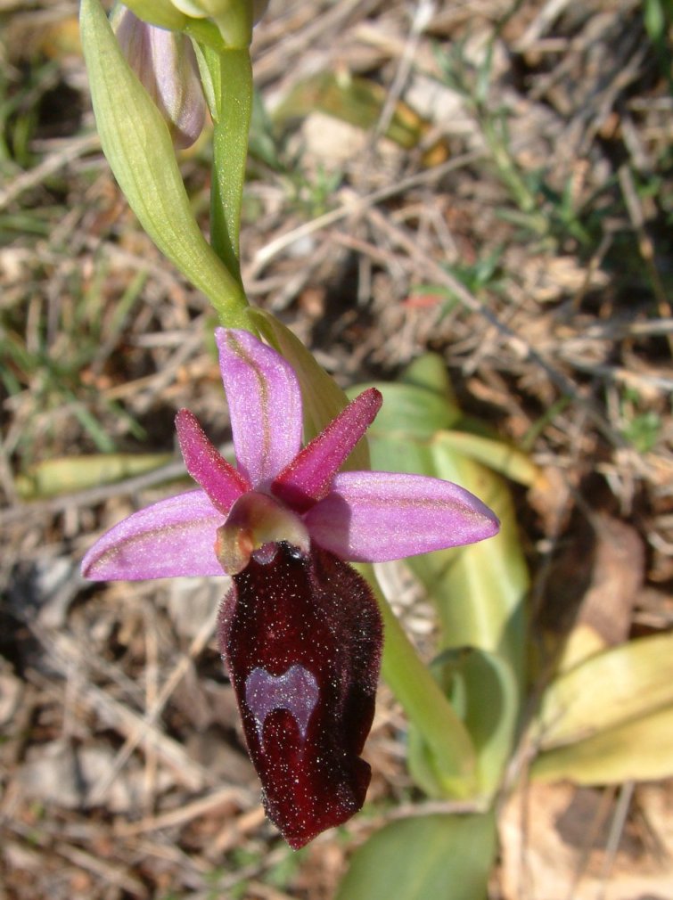 Ophrys ferrum-equinum